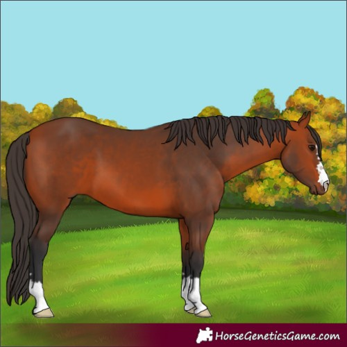 Horse Color:Bay 