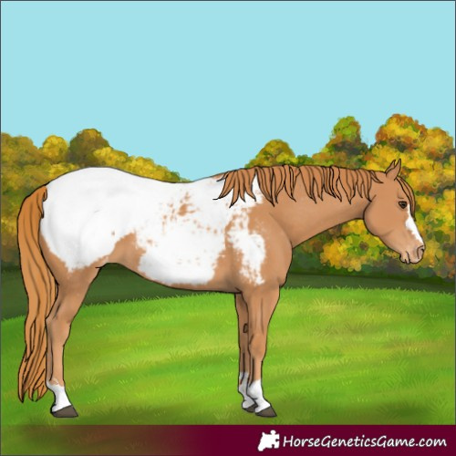 Horse Color:Chestnut Appaloosa 