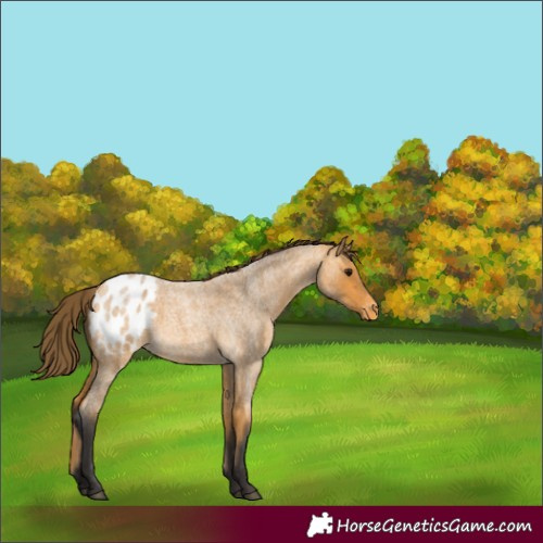 Horse Color:Unknown 
