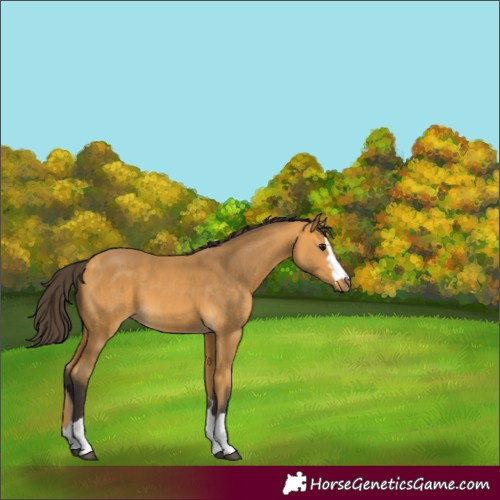 Horse Color:Unknown 