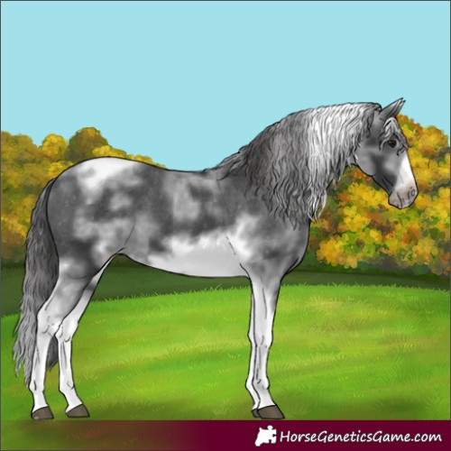 Horse Color:White Spotted Black Splash Tobiano Frame Varnish 