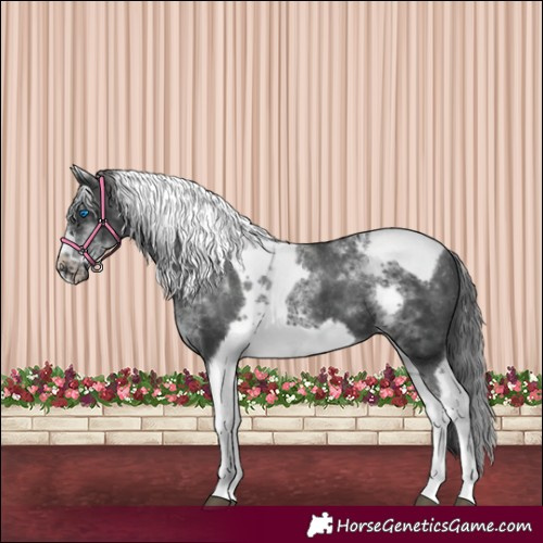 Horse Color:White Spotted Black Splash Tobiano Frame Appaloosa 