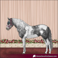 Horse Color:White Spotted Black Splash Tobiano Frame Appaloosa