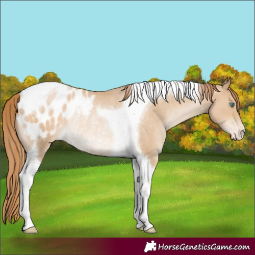 Horse Color:Smoky Black Pearl Tobiano Appaloosa Rabicano 
