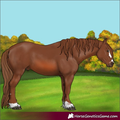 Horse Color:Chestnut 