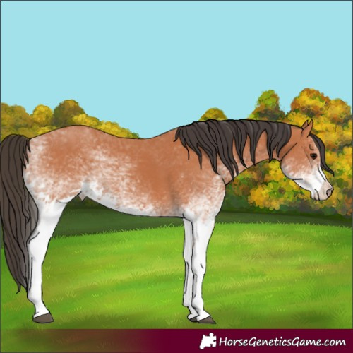 Horse Color:White Spotted Bay 