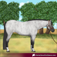 Horse Color:Grullo Roan Tobiano 
