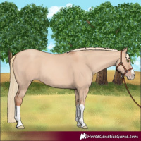 Horse Color:Gold Champagne Dun Splash 