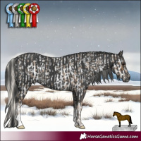 Horse Color:Silver Smoky Blue Roan Appaloosa  and White Spotted Black 