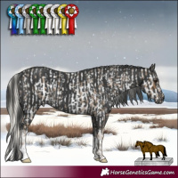 Horse Color:Silver Smoky Blue Roan Appaloosa  and White Spotted Black 