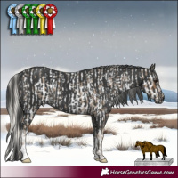 Horse Color:Silver Smoky Blue Roan Appaloosa  and White Spotted Black 