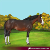 Horse Color:Brown Splash