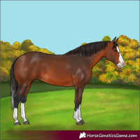 Horse Color:Bay Splash 