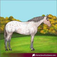 Horse Color:Bay Roan Appaloosa 