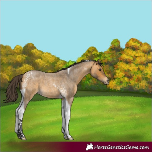 Horse Color:Buckskin Roan Tobiano 