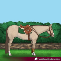 Horse Color:Classic Cream Champagne Dun Rabicano 