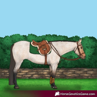 Horse Color:Bay Roan Dun 