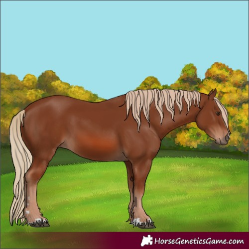 Horse Color:Chestnut 