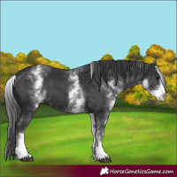 Horse Color:White Spotted Black 