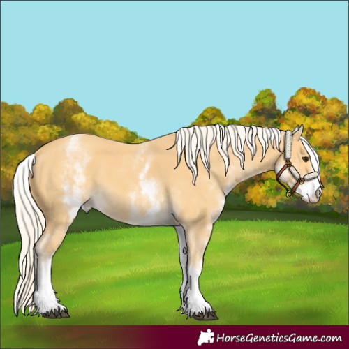 Horse Color:White Spotted Palomino 