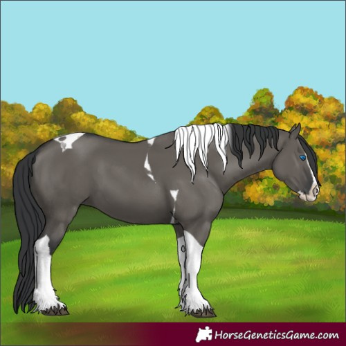 Horse Color:Grullo Splash Tobiano 