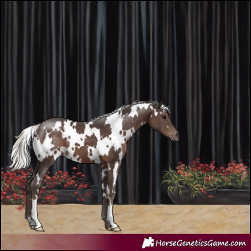 Horse Color:White Spotted Silver Black 