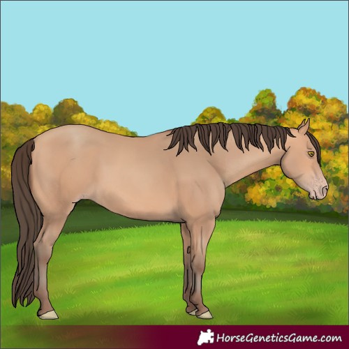 Horse Color:Amber Champagne 