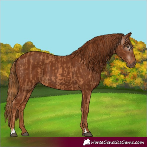 Horse Color:Chestnut and Gray Chestnut