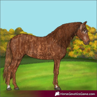 Horse Color:Chestnut  and Gray Chestnut 