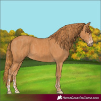 Horse Color:Chestnut  and Chestnut 