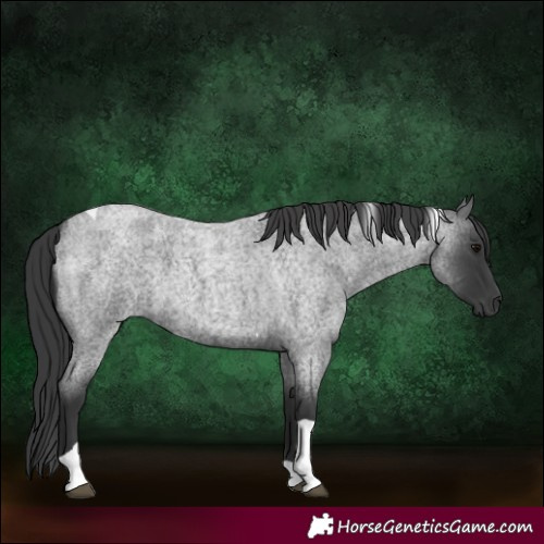 Horse Color:Blue Roan Tobiano 