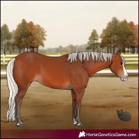 Horse Color:Silver Bay Splash 