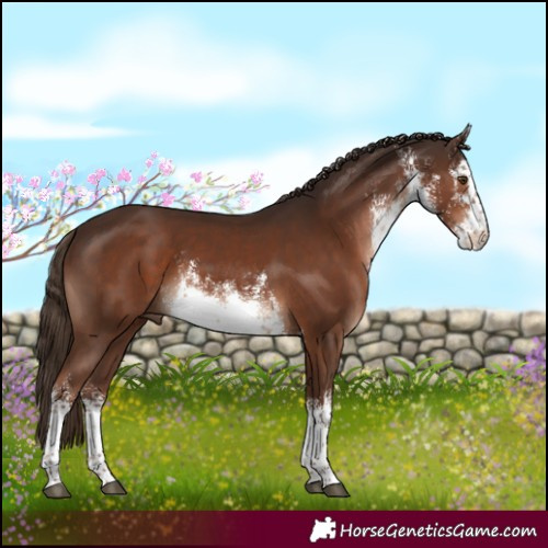 Horse Color:White Spotted Liver Chestnut 