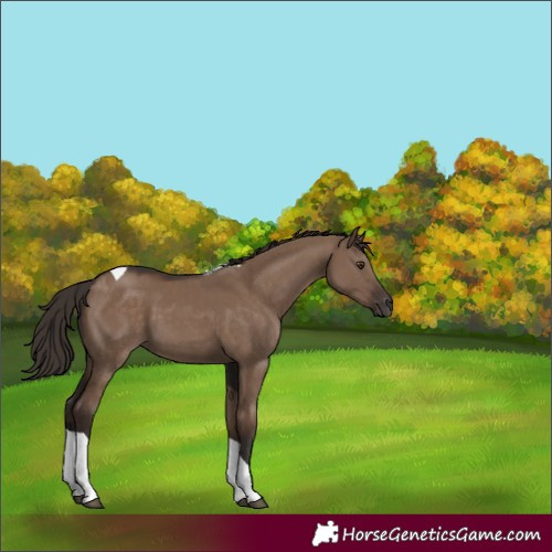 Horse Color:Liver Red Dun Tobiano 