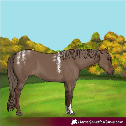 Horse Color:Powder White Liver Red Dun 