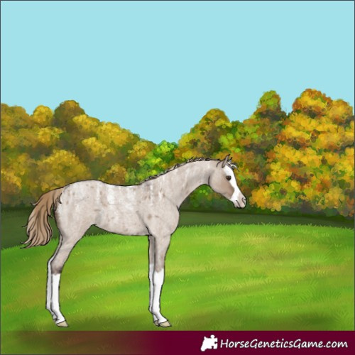 Horse Color:Powder White Liver Red Dun Roan Splash 