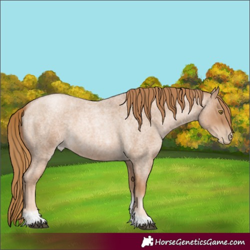Horse Color:Red Roan Pearl Tobiano Frame