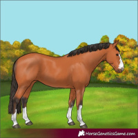 Horse Color:Bay 