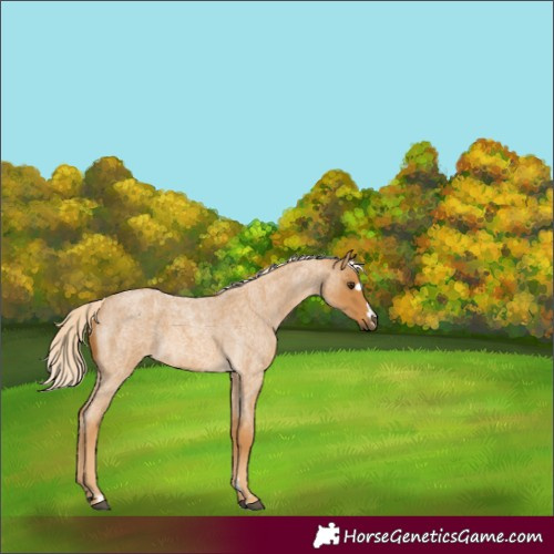 Horse Color:Palomino Roan 