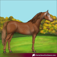 Horse Color:Gray Chestnut 