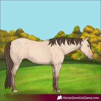 Horse Color:Amber Champagne Dun 