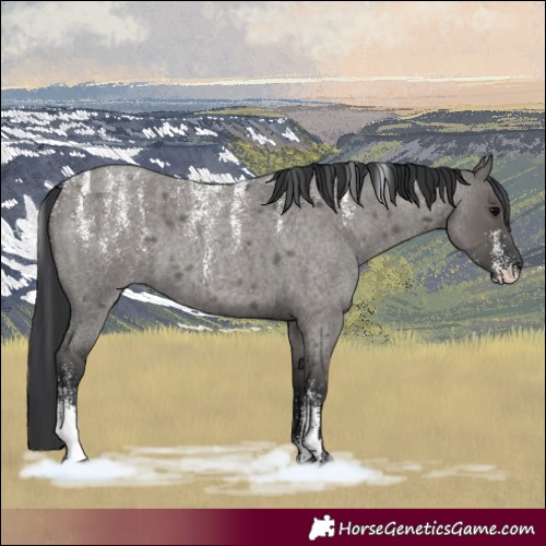 Horse Color:Grullo Roan 