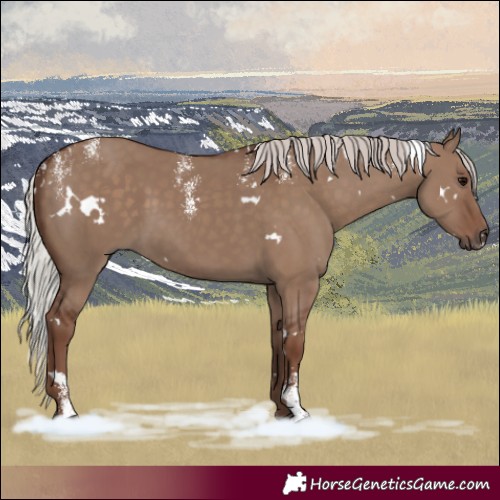 Horse Color:Powder White White Spotted Silver Grullo Rabicano
