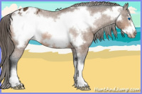 Horse Color:Bay Frame Appaloosa Rabicano 