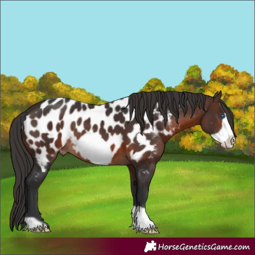 Horse Color:Brown Frame Appaloosa 