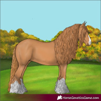Horse Color:Chestnut 