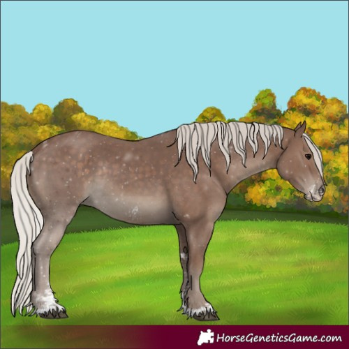 Horse Color:Silver Black Sabino Rabicano 