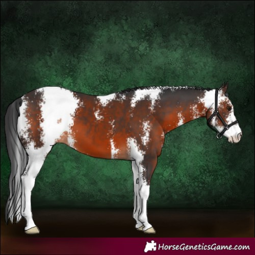Horse Color:Brown Sabino 