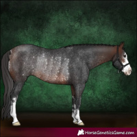 Horse Color:Brown Rabicano 