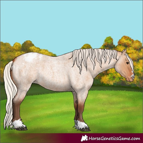 Horse Color:Silver Bay Roan Dun Appaloosa